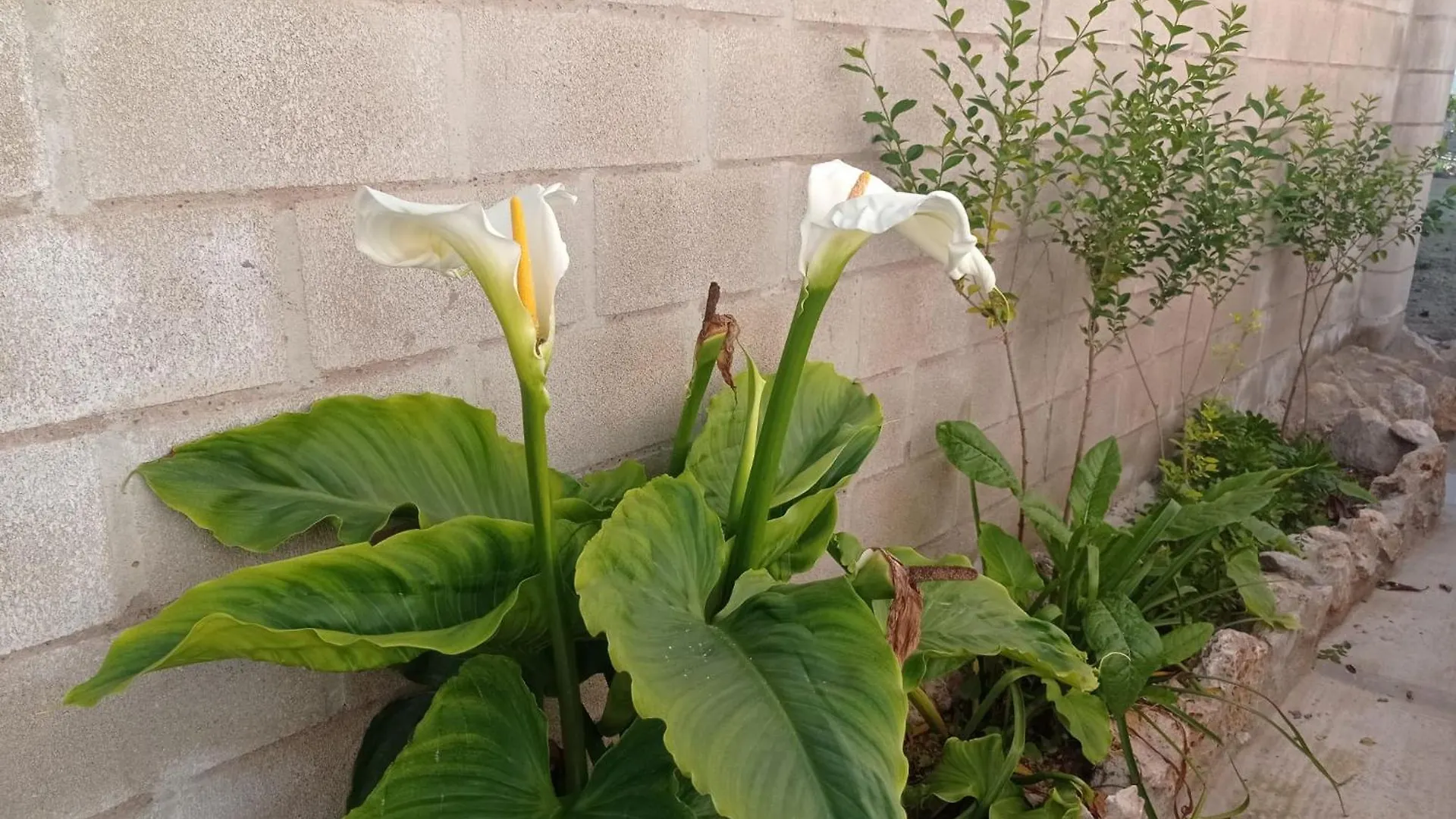 度假居 加的斯Casa El Mirador别墅